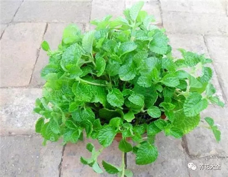 不見光的室內(nèi)適合養(yǎng)的花_室內(nèi)適合養(yǎng)什么花招財_室內(nèi)養(yǎng)適合見花的花盆