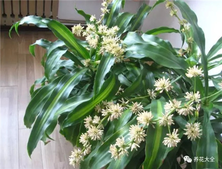 不見光的室內(nèi)適合養(yǎng)的花_室內(nèi)養(yǎng)適合見花的花盆_室內(nèi)適合養(yǎng)什么花招財