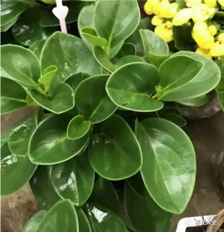 室內(nèi)養(yǎng)適合見花的花盆_室內(nèi)適合養(yǎng)什么花招財_不見光的室內(nèi)適合養(yǎng)的花