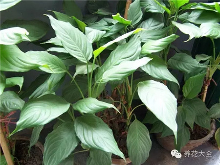 室內(nèi)養(yǎng)適合見花的花盆_不見光的室內(nèi)適合養(yǎng)的花_室內(nèi)適合養(yǎng)什么花招財