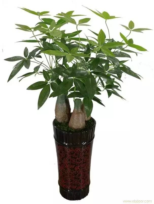 客廳養(yǎng)大型綠植適合什么花_適合養(yǎng)在客廳的大型綠植_客廳養(yǎng)大型綠植適合什么花盆