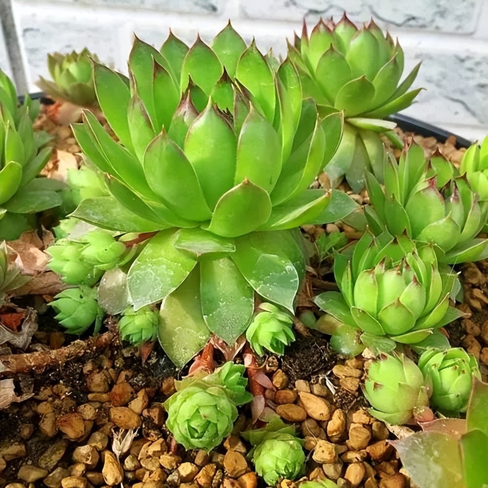 什么多肉好養(yǎng)又易爆盆_易養(yǎng)活多肉_養(yǎng)易多肉好爆盆怎么辦