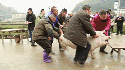 送丈母娘花送幾朵_送丈母娘花好不好_送丈母娘花送什么好