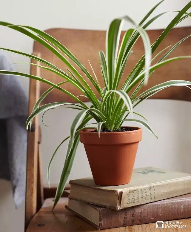 新房吸甲醛的植物最厲害的7種，少一種都不樂(lè)意