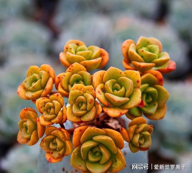 5款愛爆盆的多肉，大半年新芽擠滿盆，秋冬曬曬狀態(tài)美極了