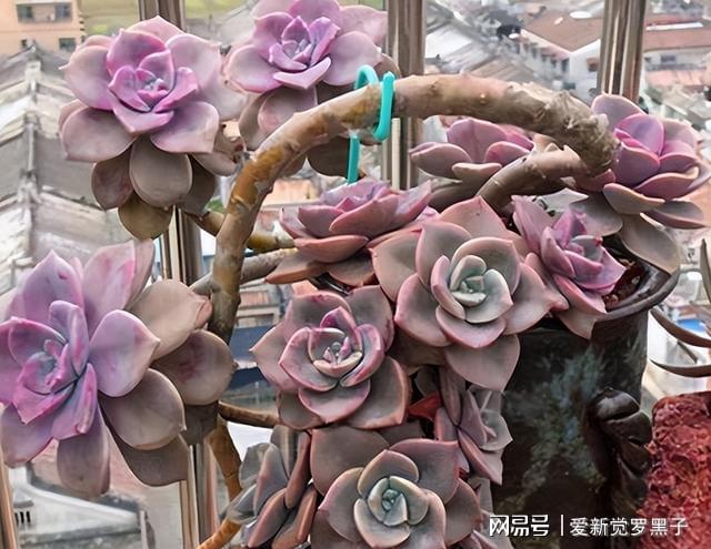 多肉植物阿倫培好養(yǎng)嗎_多肉阿倫培用什么土_阿倫培多肉好養(yǎng)嗎