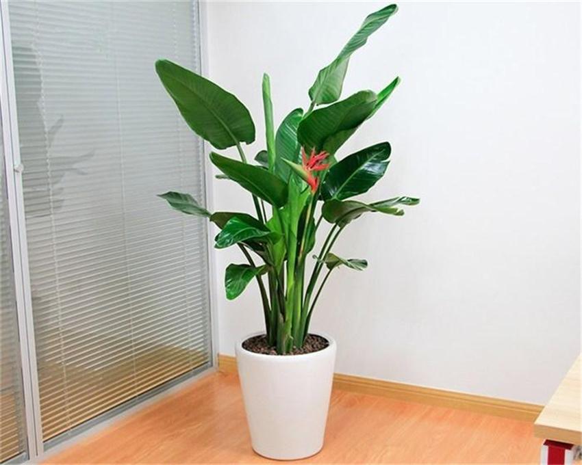 室內(nèi)養(yǎng)綠植好處_室內(nèi)養(yǎng)什么綠植好_室內(nèi)養(yǎng)綠植好嗎