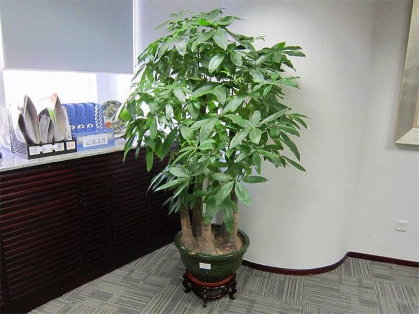 室內(nèi)養(yǎng)綠植好處_室內(nèi)養(yǎng)綠植好嗎_室內(nèi)養(yǎng)什么綠植好