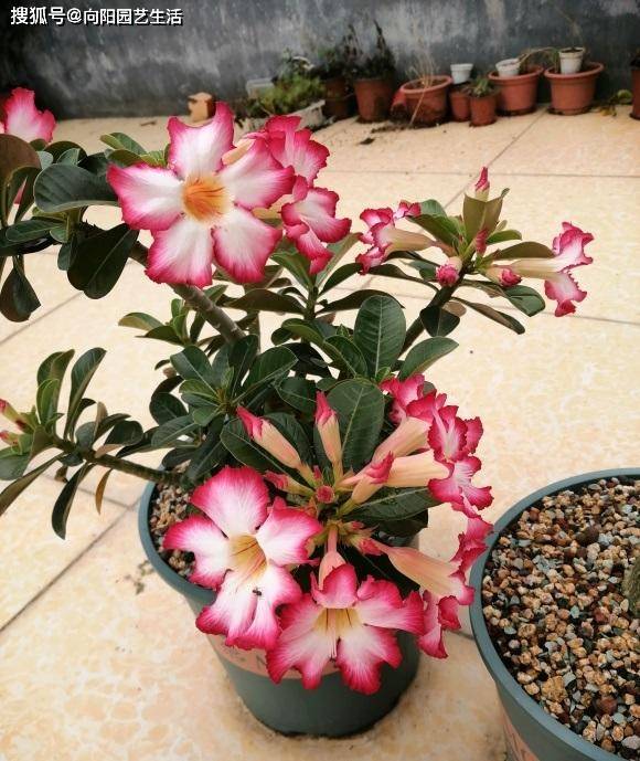 如何養(yǎng)沙漠玫瑰？8成顆粒養(yǎng)，1個(gè)月1次水，不爛根，開花多