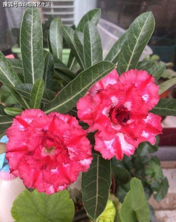 沙漠室內(nèi)玫瑰養(yǎng)適合花盆嗎_沙漠玫瑰室內(nèi)養(yǎng)還是室外養(yǎng)好_沙漠玫瑰花適合在室內(nèi)養(yǎng)嗎