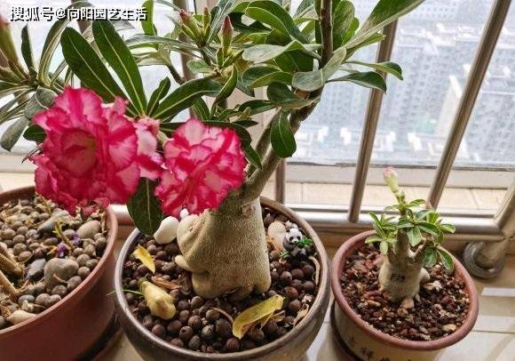 沙漠玫瑰室內(nèi)養(yǎng)還是室外養(yǎng)好_沙漠室內(nèi)玫瑰養(yǎng)適合花盆嗎_沙漠玫瑰花適合在室內(nèi)養(yǎng)嗎