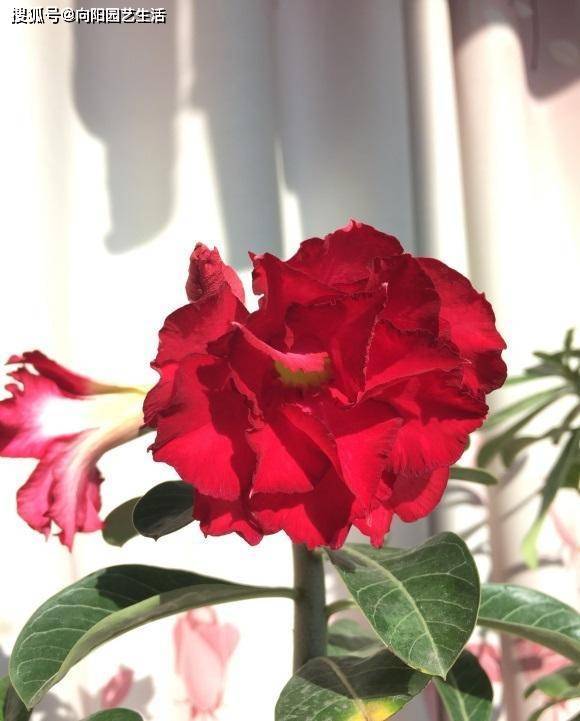 沙漠玫瑰花適合在室內(nèi)養(yǎng)嗎_沙漠玫瑰室內(nèi)養(yǎng)還是室外養(yǎng)好_沙漠室內(nèi)玫瑰養(yǎng)適合花盆嗎