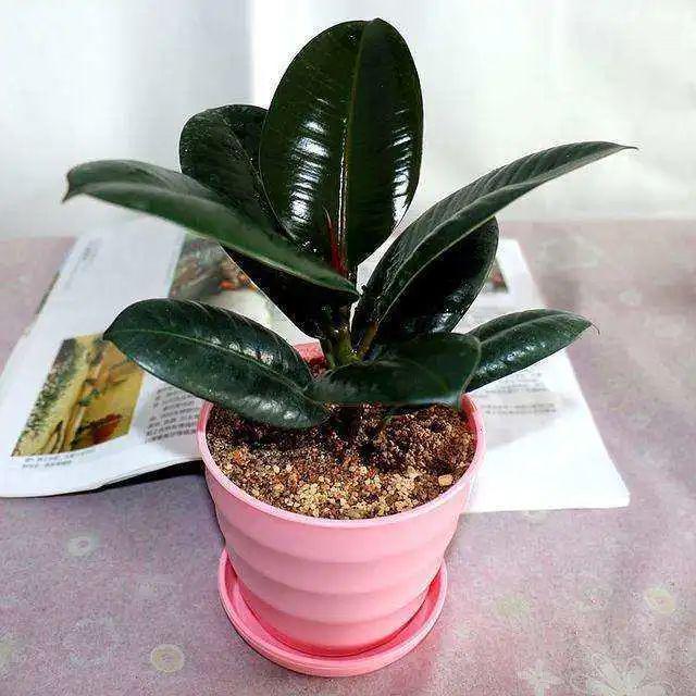 綠植真的能凈化空氣嗎_凈化空氣綠植排名_凈化空氣綠植十大排名