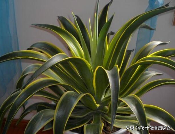 養(yǎng)上這“幾種花”，鎮(zhèn)宅又旺人，關(guān)鍵還能凈化空氣，看你家有嗎