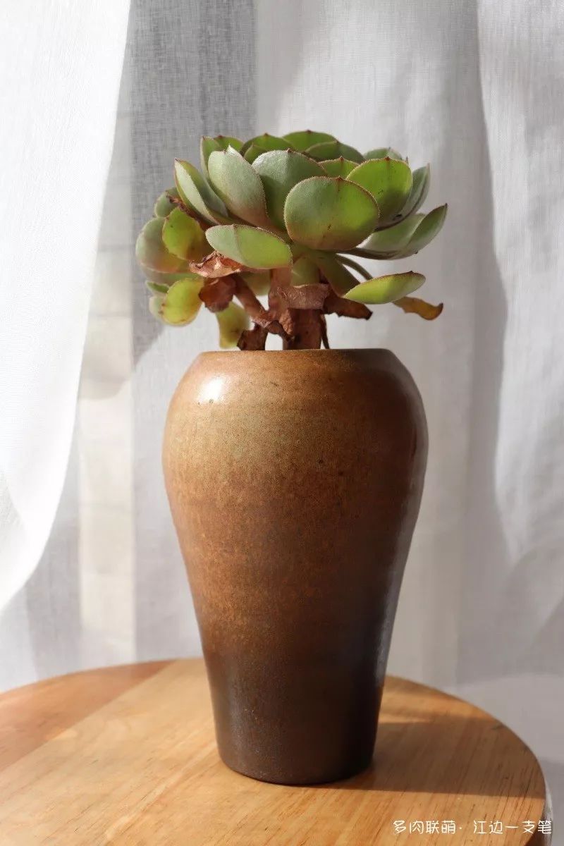 多肉蝴蝶之舞的養(yǎng)殖方法_蝴蝶之舞多肉_蝶舞多肉怎么養(yǎng)護(hù)