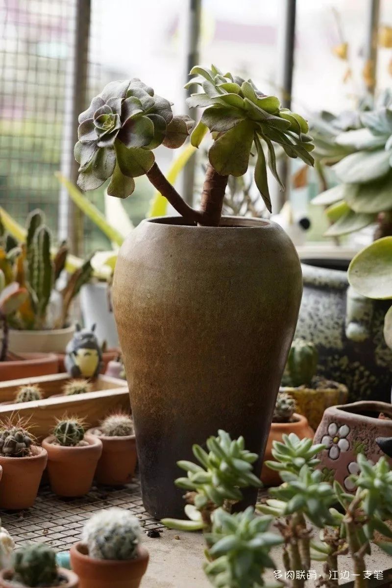 多肉蝴蝶之舞的養(yǎng)殖方法_蝴蝶之舞多肉_蝶舞多肉怎么養(yǎng)護(hù)