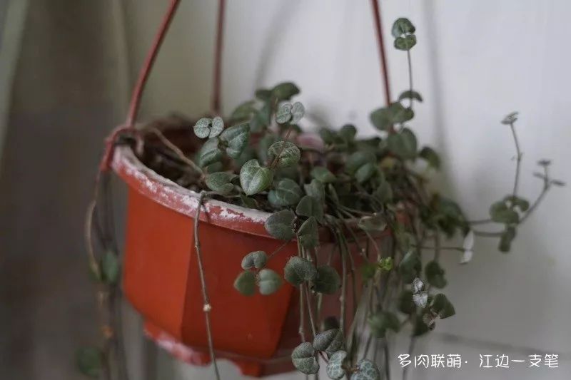 蝴蝶之舞多肉_蝶舞多肉怎么養(yǎng)護(hù)_多肉蝴蝶之舞的養(yǎng)殖方法