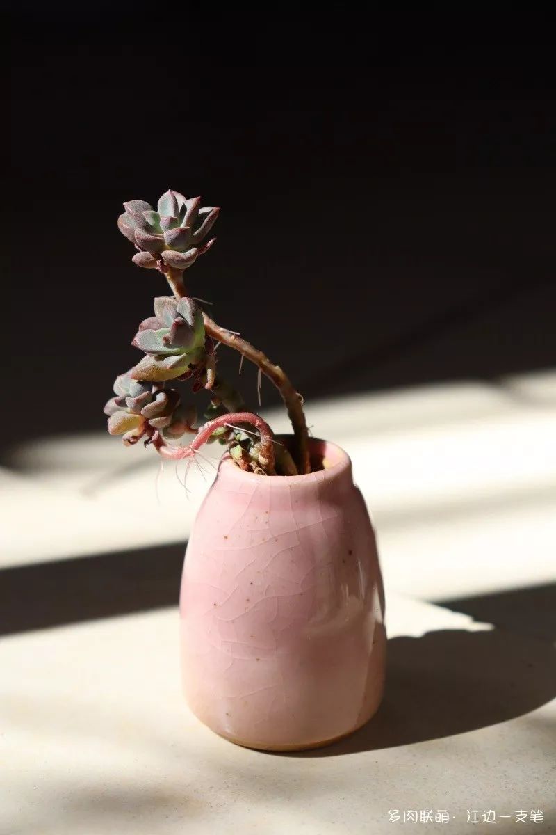 蝴蝶之舞多肉_蝶舞多肉怎么養(yǎng)護(hù)_多肉蝴蝶之舞的養(yǎng)殖方法