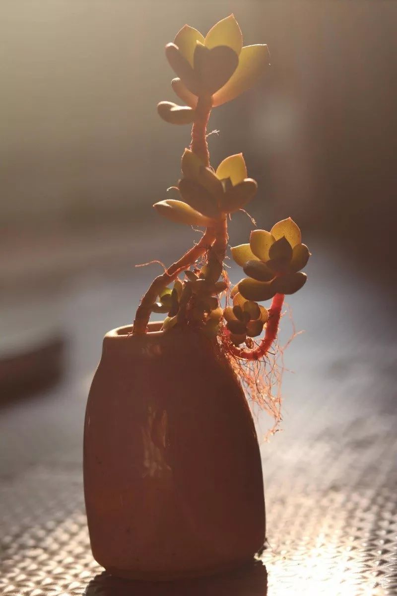 蝶舞多肉怎么養(yǎng)護(hù)_蝴蝶之舞多肉_多肉蝴蝶之舞的養(yǎng)殖方法