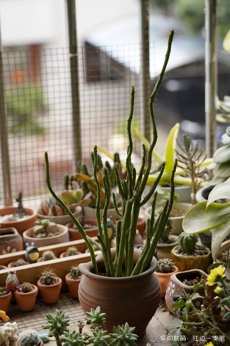蝴蝶之舞多肉_蝶舞多肉怎么養(yǎng)護(hù)_多肉蝴蝶之舞的養(yǎng)殖方法