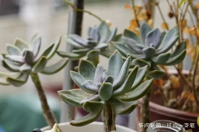 蝶舞多肉怎么養(yǎng)護(hù)_蝴蝶之舞多肉_多肉蝴蝶之舞的養(yǎng)殖方法