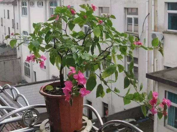 北方室內(nèi)適合養(yǎng)的花_北方室內(nèi)養(yǎng)什么花好養(yǎng)_適合北方室內(nèi)養(yǎng)的花