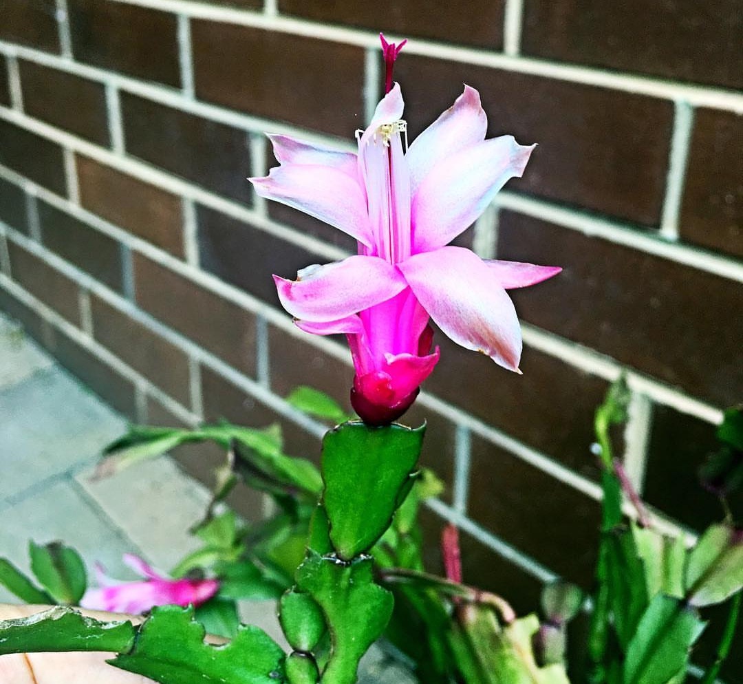 封閉陽臺最適合養(yǎng)的“4種花”，兩盆就能打造出漂亮的“小花園”