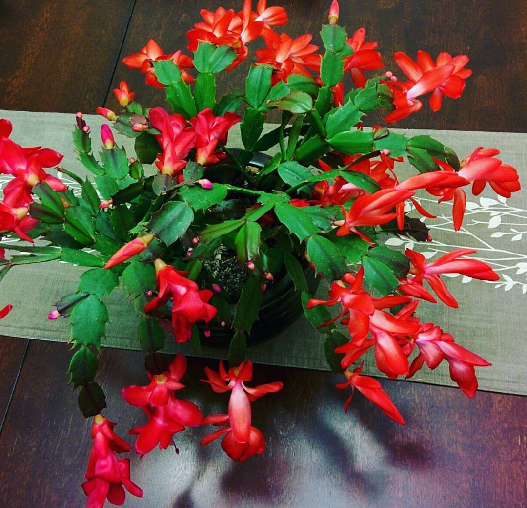 陽(yáng)臺(tái)養(yǎng)適合花的植物_適合陽(yáng)臺(tái)養(yǎng)的花_陽(yáng)臺(tái)養(yǎng)適合花多肉嗎