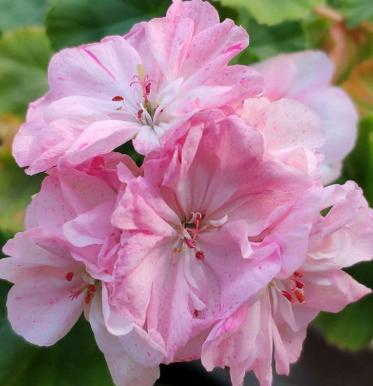 陽(yáng)臺(tái)養(yǎng)適合花的植物_陽(yáng)臺(tái)養(yǎng)適合花多肉嗎_適合陽(yáng)臺(tái)養(yǎng)的花