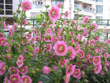 陽(yáng)臺(tái)養(yǎng)適合花的植物_適合陽(yáng)臺(tái)養(yǎng)的花_陽(yáng)臺(tái)養(yǎng)適合花多肉嗎