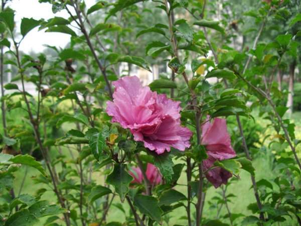 耐陰的爬藤花卉有哪些_花卉耐陰爬藤有那些品種_耐陰的爬藤花