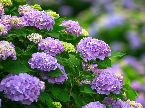 耐陰的爬藤花_花卉耐陰爬藤有那些品種_耐陰的爬藤花卉有哪些