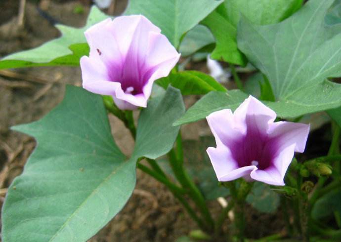 民諺“紅薯開(kāi)花，夫妻分家”，這說(shuō)法靠譜嗎？紅薯開(kāi)花好不好？