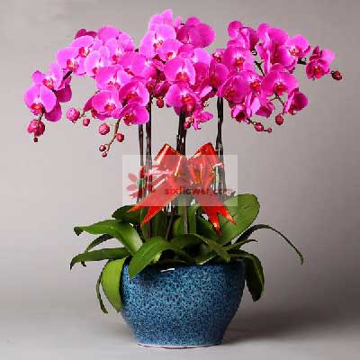 送花送啥好_送花送什么好_送花送什么花好