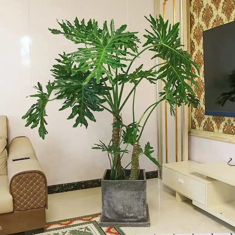 養(yǎng)綠植適合家里養(yǎng)的植物_家里適合養(yǎng)哪些綠植_養(yǎng)綠植適合家里養(yǎng)嗎