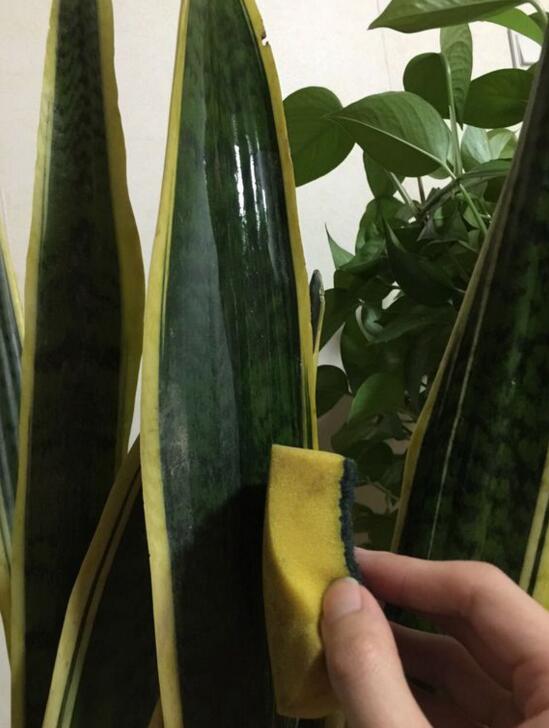 養(yǎng)綠植適合家里養(yǎng)的植物_家里適合養(yǎng)哪些綠植_養(yǎng)綠植適合家里養(yǎng)嗎