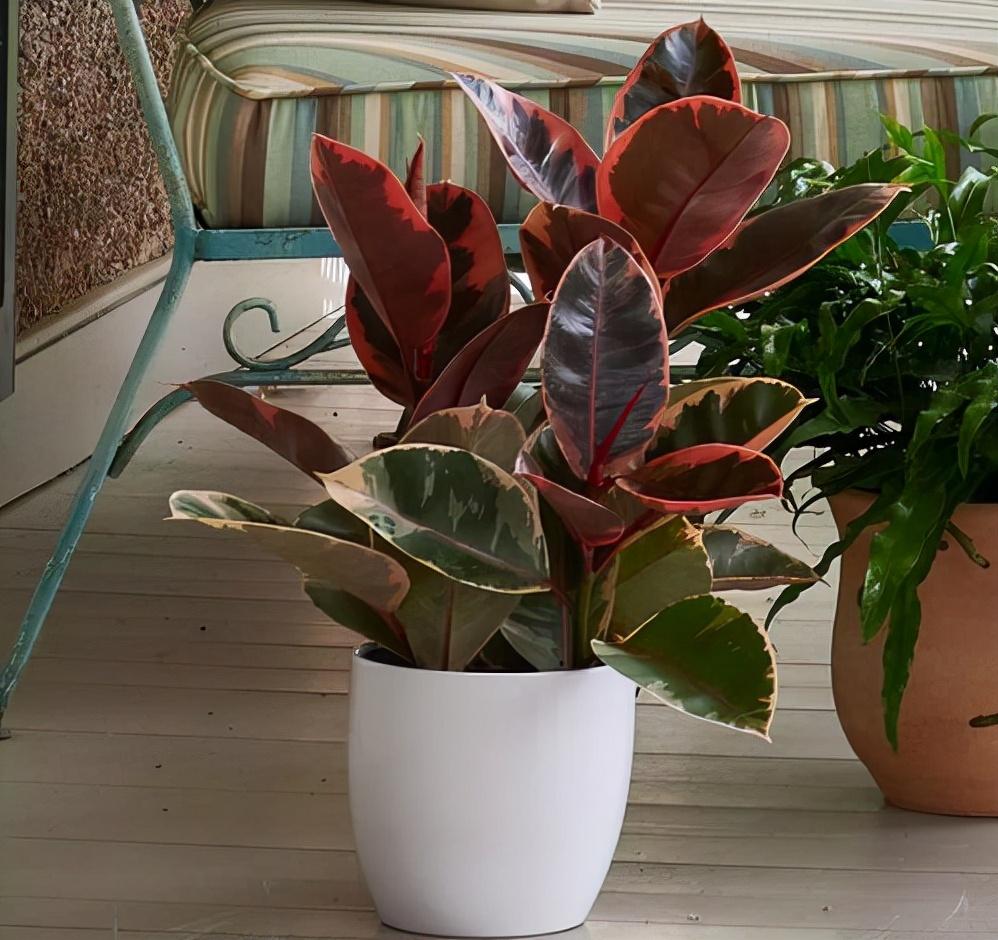 家里適合養(yǎng)哪些綠植_養(yǎng)綠植適合家里養(yǎng)的植物_養(yǎng)綠植適合家里養(yǎng)嗎