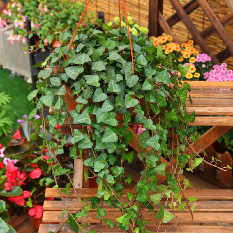 養(yǎng)綠植適合家里養(yǎng)的植物_養(yǎng)綠植適合家里養(yǎng)嗎_家里適合養(yǎng)哪些綠植