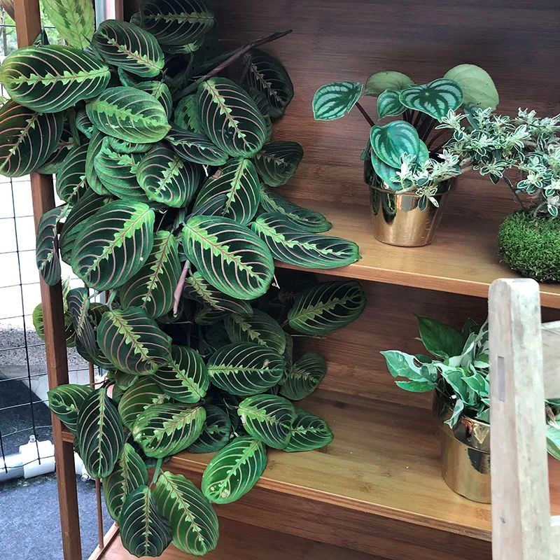 養(yǎng)綠植適合家里養(yǎng)嗎_養(yǎng)綠植適合家里養(yǎng)的植物_家里適合養(yǎng)哪些綠植