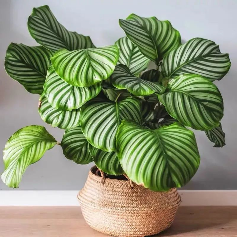 家里適合養(yǎng)哪些綠植_養(yǎng)綠植適合家里養(yǎng)的植物_養(yǎng)綠植適合家里養(yǎng)嗎