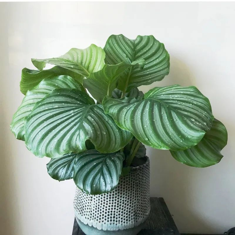 家里適合養(yǎng)哪些綠植_養(yǎng)綠植適合家里養(yǎng)的植物_養(yǎng)綠植適合家里養(yǎng)嗎