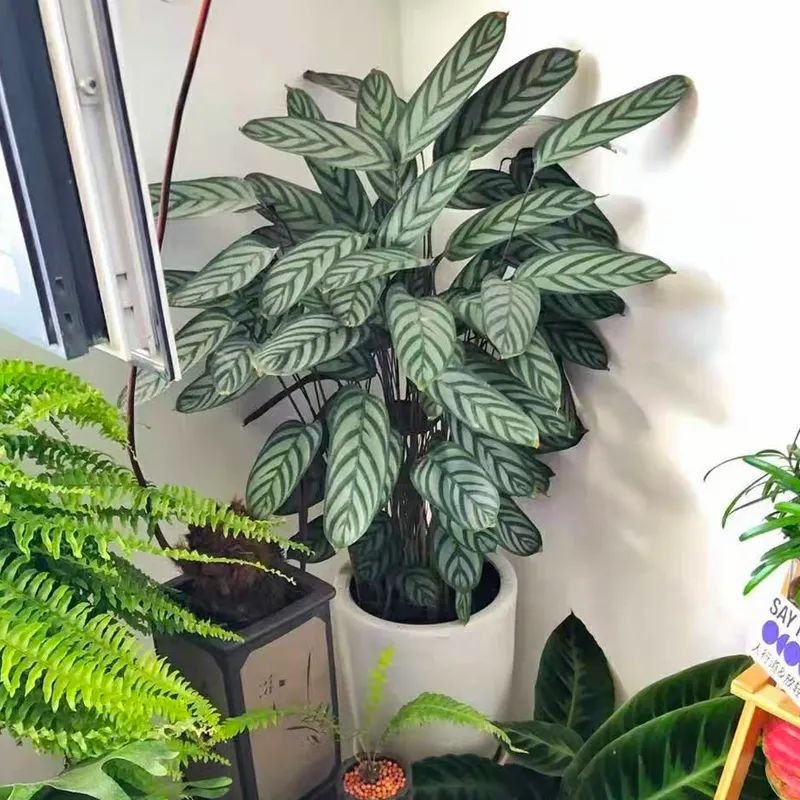 養(yǎng)綠植適合家里養(yǎng)的植物_家里適合養(yǎng)哪些綠植_養(yǎng)綠植適合家里養(yǎng)嗎