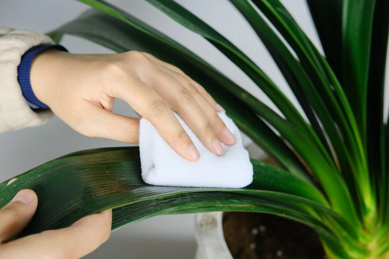 養(yǎng)綠植適合家里養(yǎng)嗎_養(yǎng)綠植適合家里養(yǎng)的植物_家里適合養(yǎng)哪些綠植