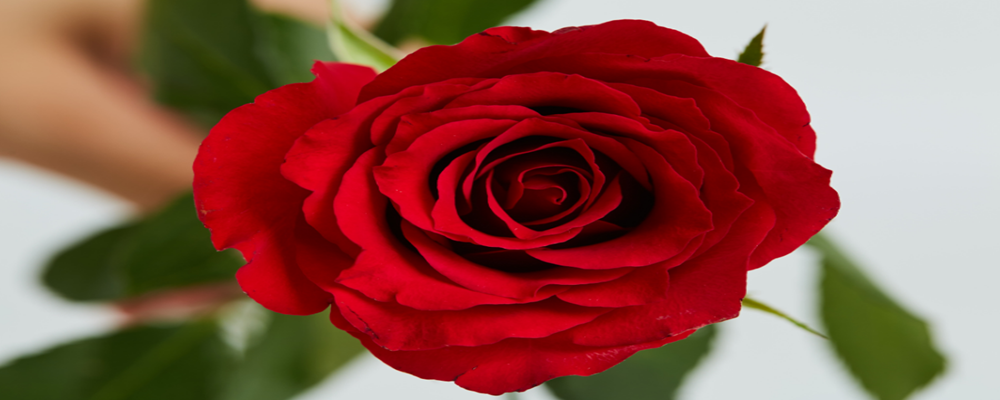 第一次表白送多少朵玫瑰花