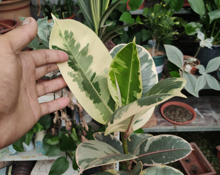 給綠植施肥_一般給綠植施肥怎么施肥法_怎么給綠植施肥