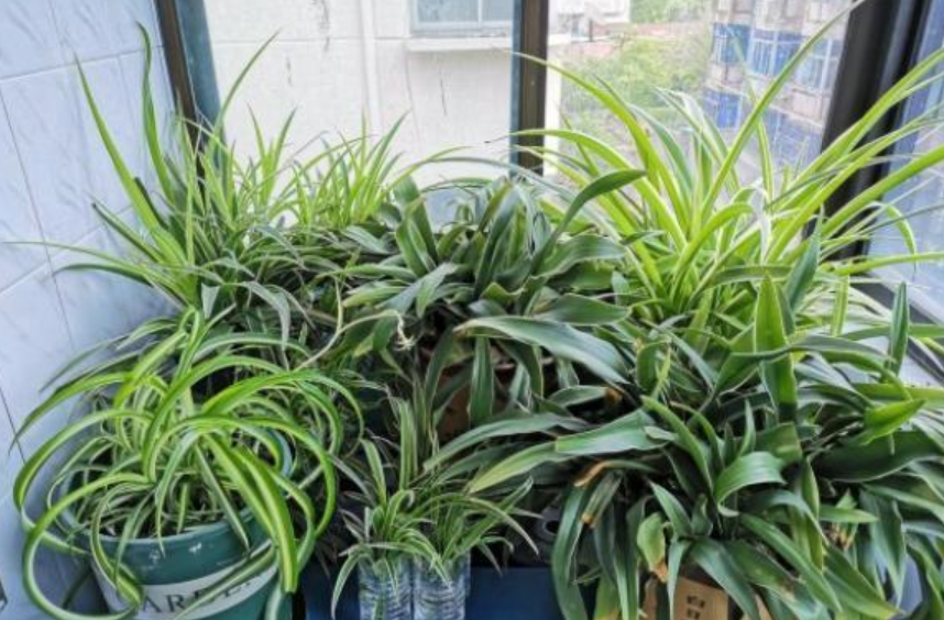 怎么給綠植施肥_給綠植施肥_一般給綠植施肥怎么施肥法