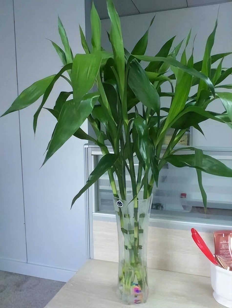 適合居家種植的3種綠植，擺在家里清新有活力，值得擁有