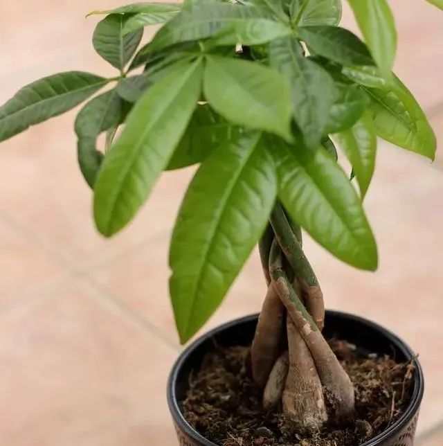 室內(nèi)盆栽擺放_(tái)盆栽室內(nèi)養(yǎng)適合放好的植物_哪些盆栽適合放室內(nèi) 且好養(yǎng)