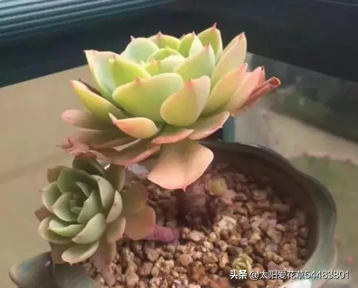 荷花多肉好養(yǎng)嗎_多肉植物荷花好養(yǎng)嗎_荷花多肉容易徒長嗎