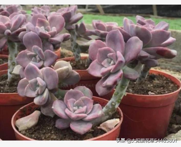 荷花多肉容易徒長嗎_荷花多肉好養(yǎng)嗎_多肉植物荷花好養(yǎng)嗎